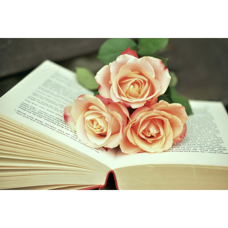 MAILESE in der Buchhandlung Rieck